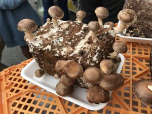 障害者の仕事にきのこ栽培の求人が多いのはなぜ？